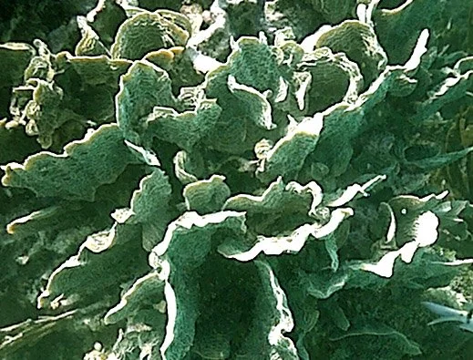 lettuce coral.jpg
