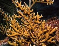 m. alcicornis.jpg