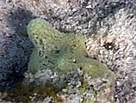Madracis mirabilis.jpg