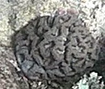 manicina areolata.jpg