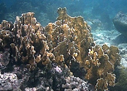 millepora complanata.jpg