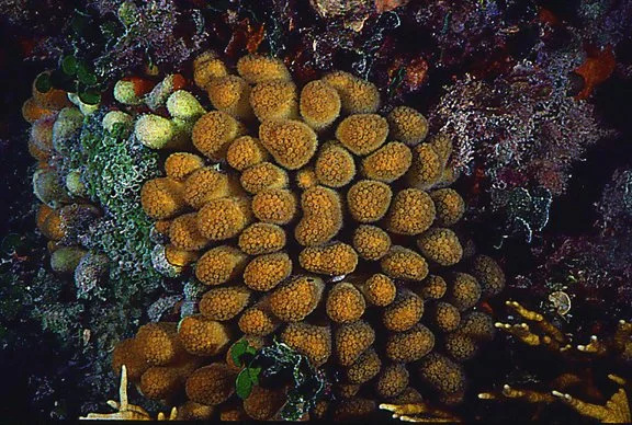 mmirabilis.jpg