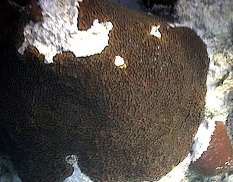 Montastrea annularis.jpg