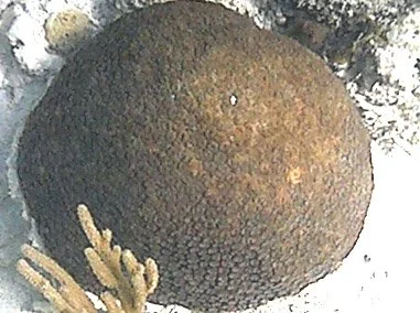 mysterycoral.jpg