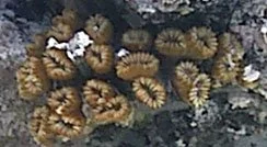 tubecoral.jpg