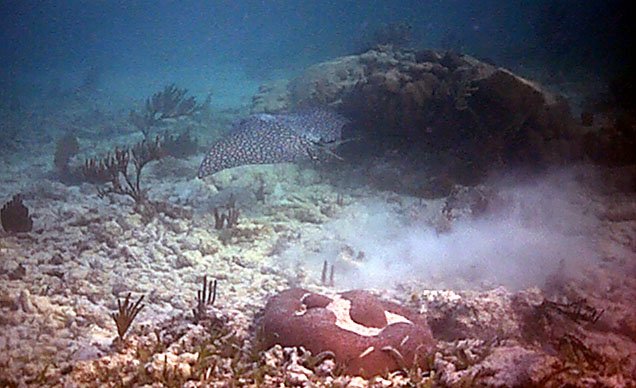 ray6.jpg