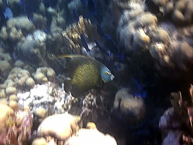 blurryangelfish.jpg