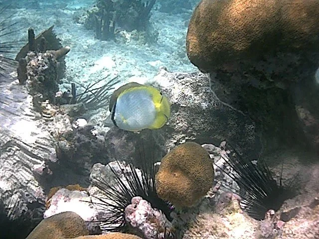butterflyfish and urchins.jpg