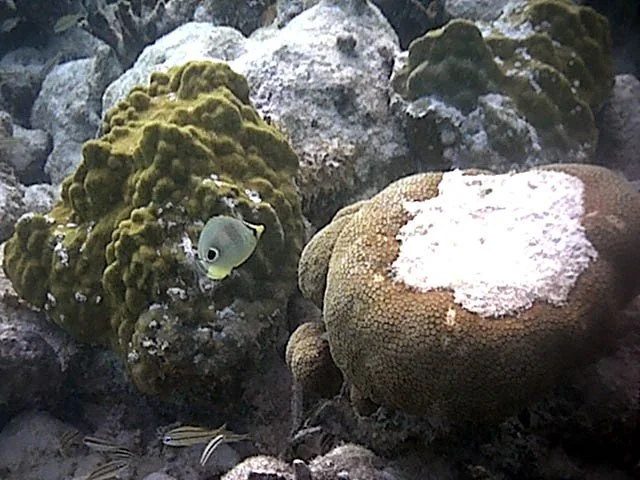 butterflyfish with poritid and montastreid.jpg