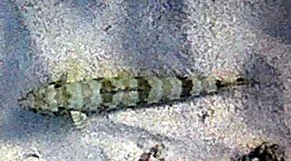 fish.jpg