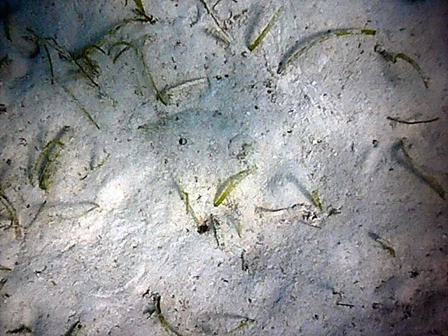 flounder.jpg