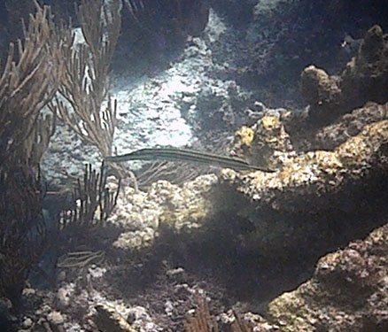 trumpetfish.jpg