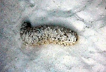 sea cucumber2.jpg