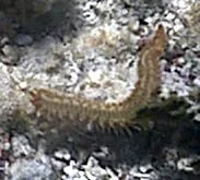 bearded fireworm.jpg