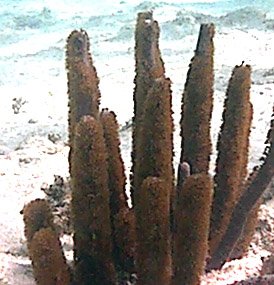 corkyseafinger.jpg