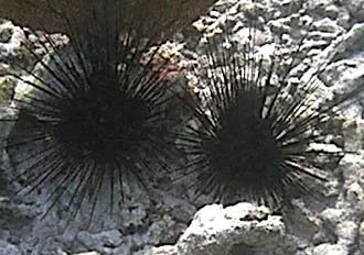diadema1.jpg