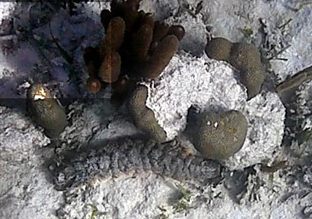 sea cucumber.jpg