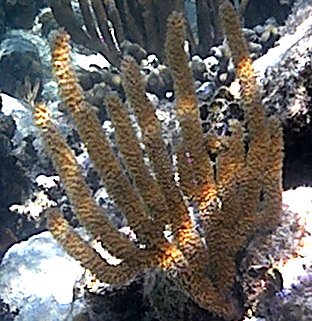 sea whip.jpg