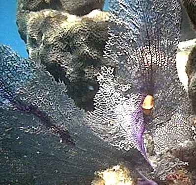snail on sea fan.jpg
