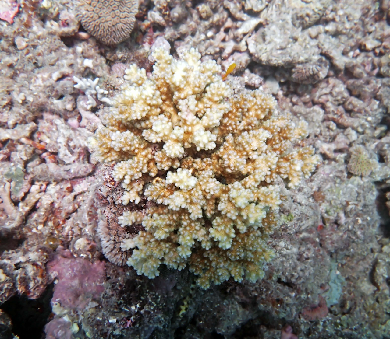 P9071174.png