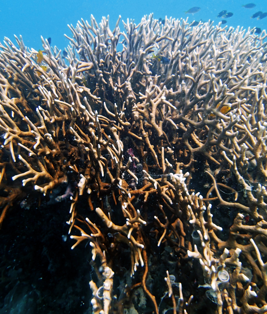 P9170274.png