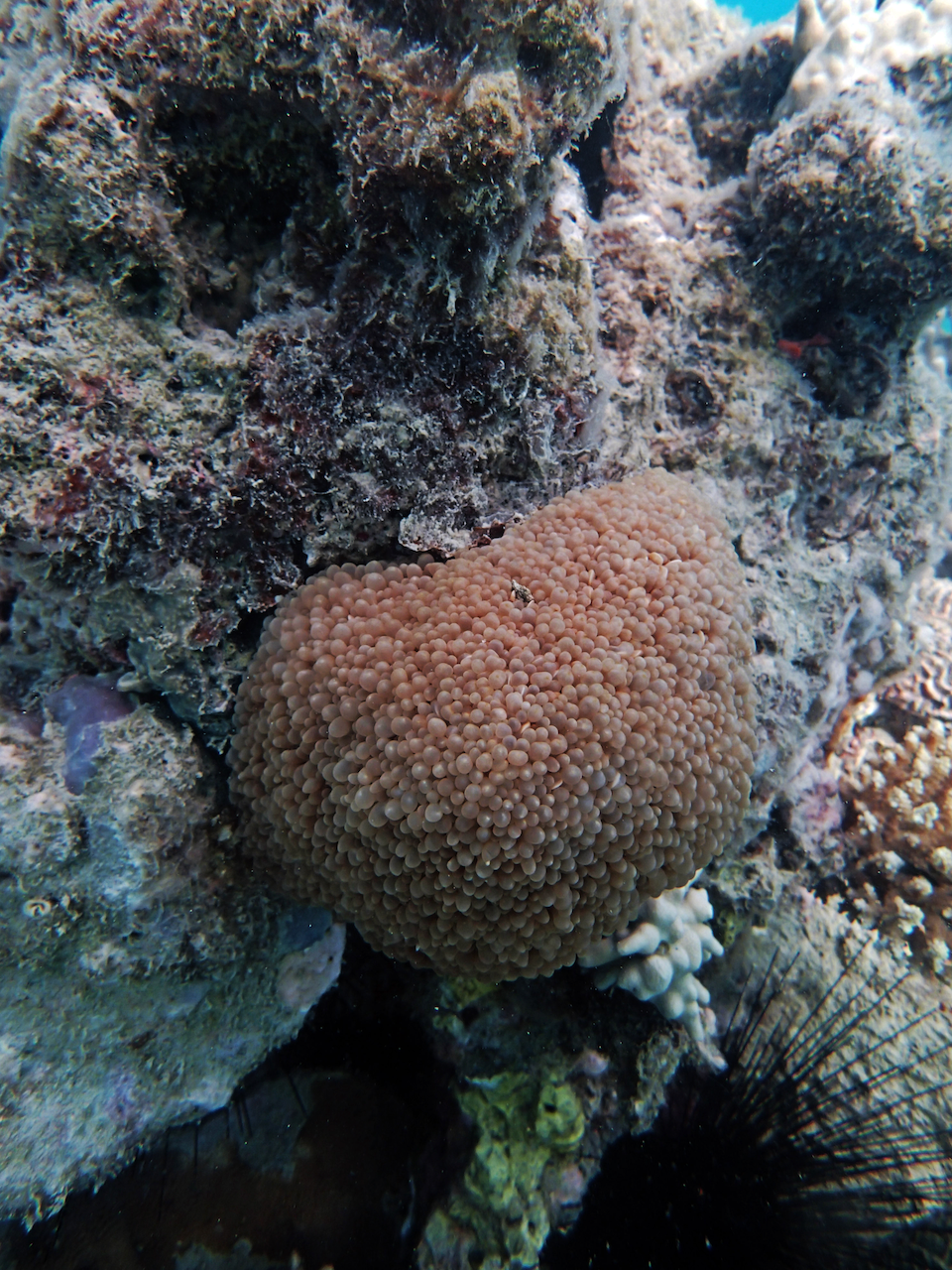 P9170300.png