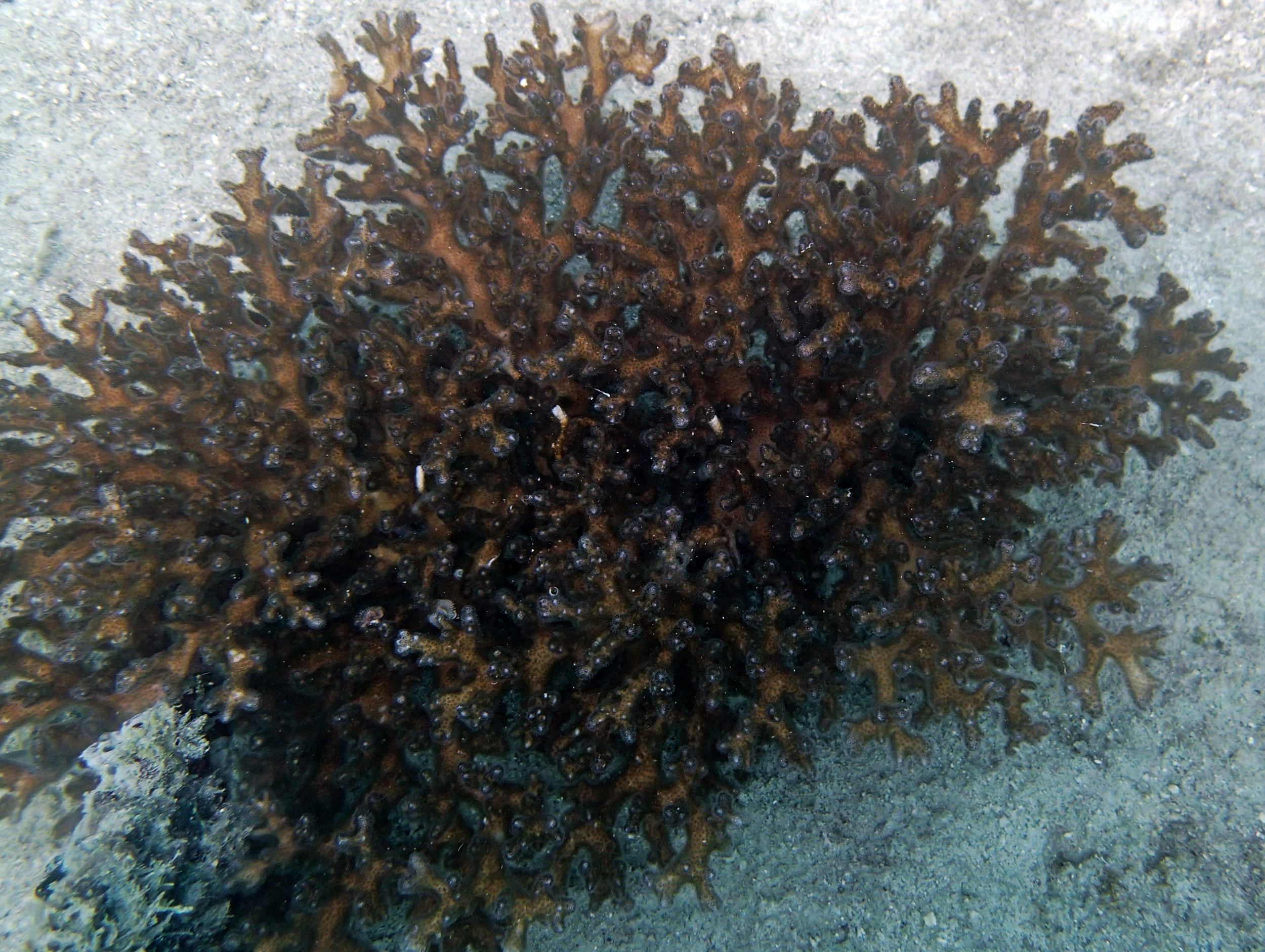 P9170314.png