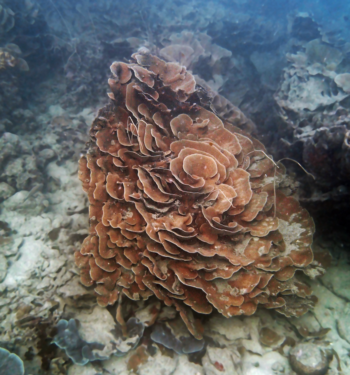 P9170371.png