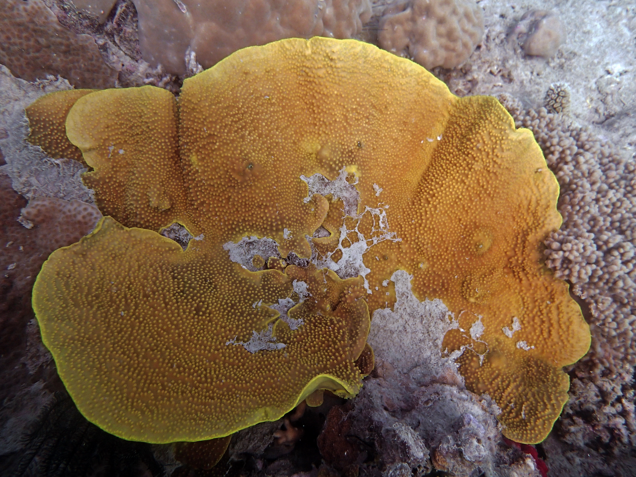 P9170374.png