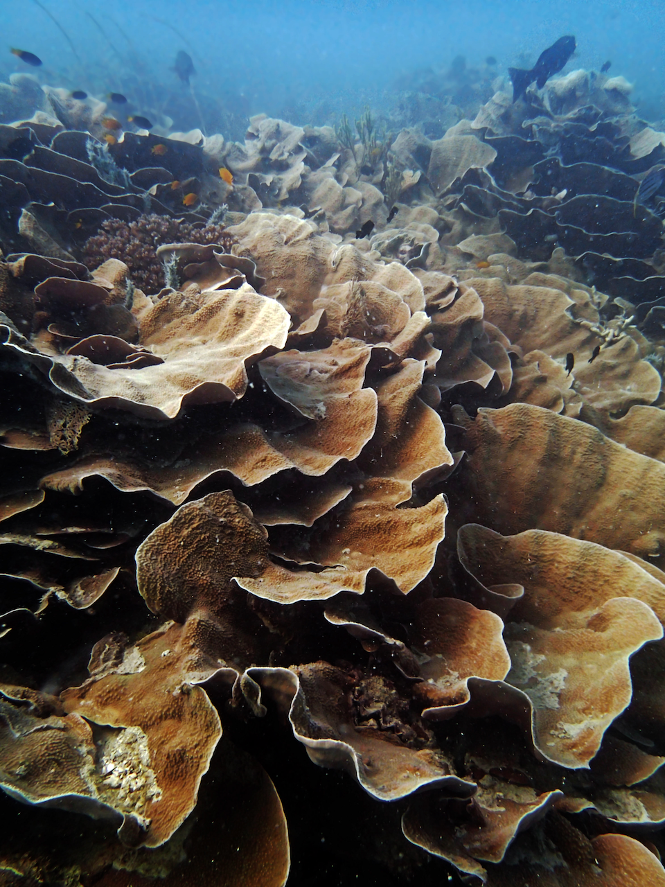 P9170349.png