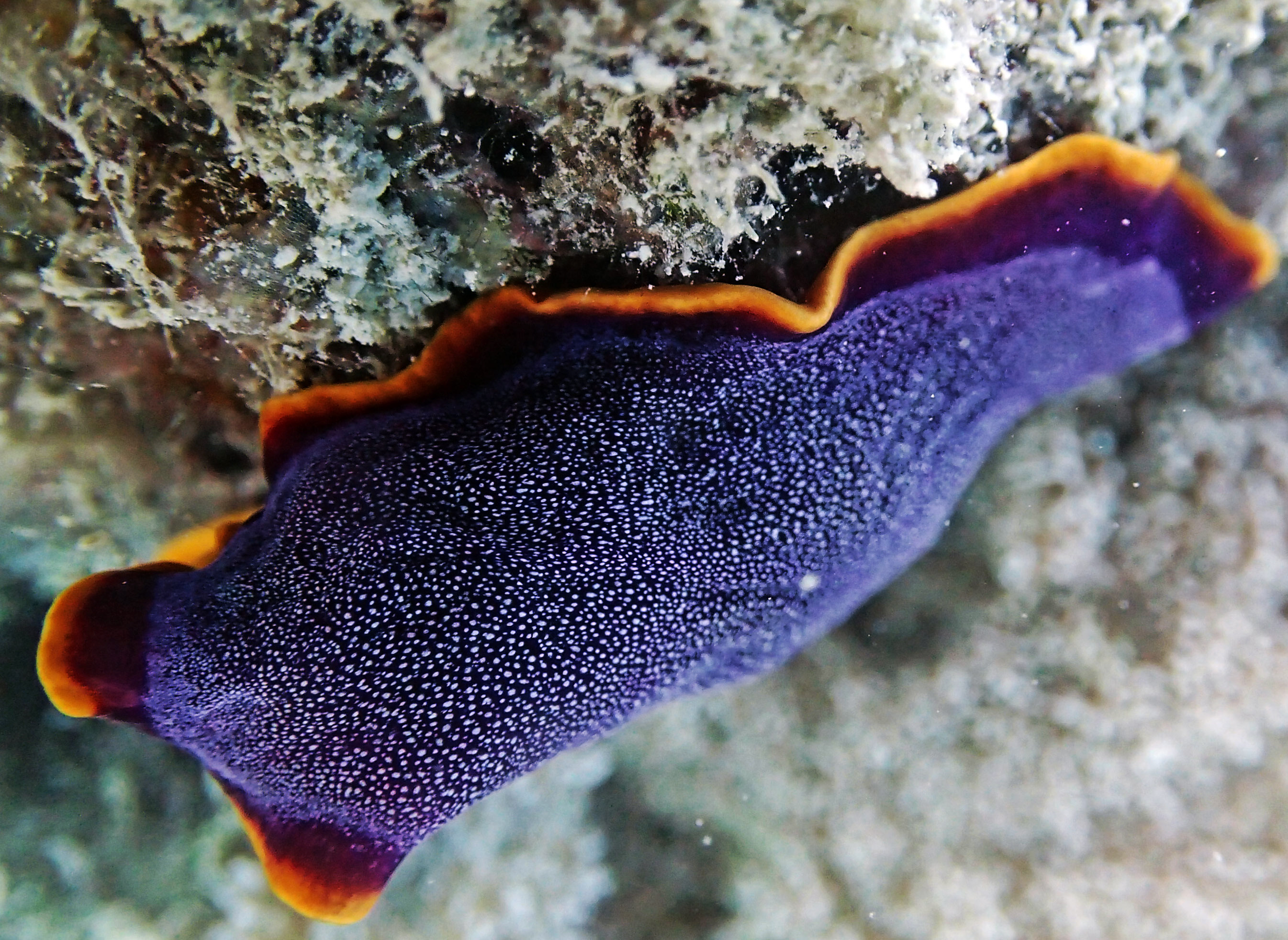 P9180277.png