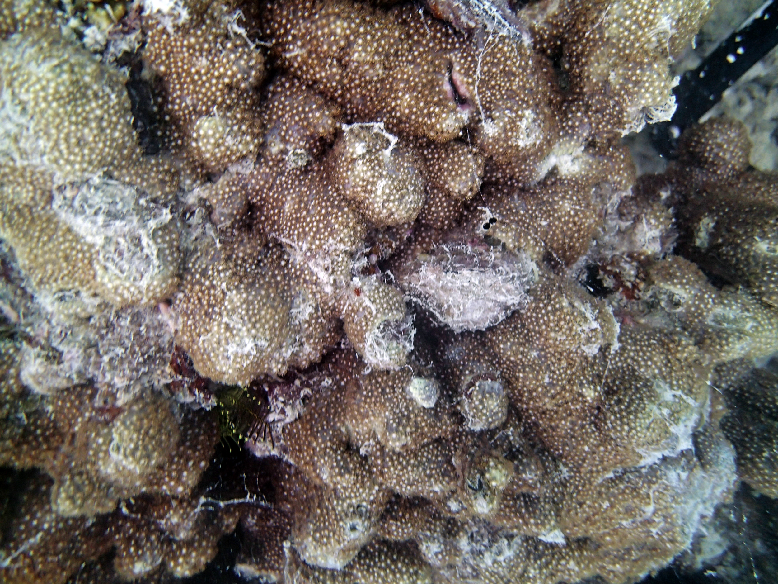 P9190276.png
