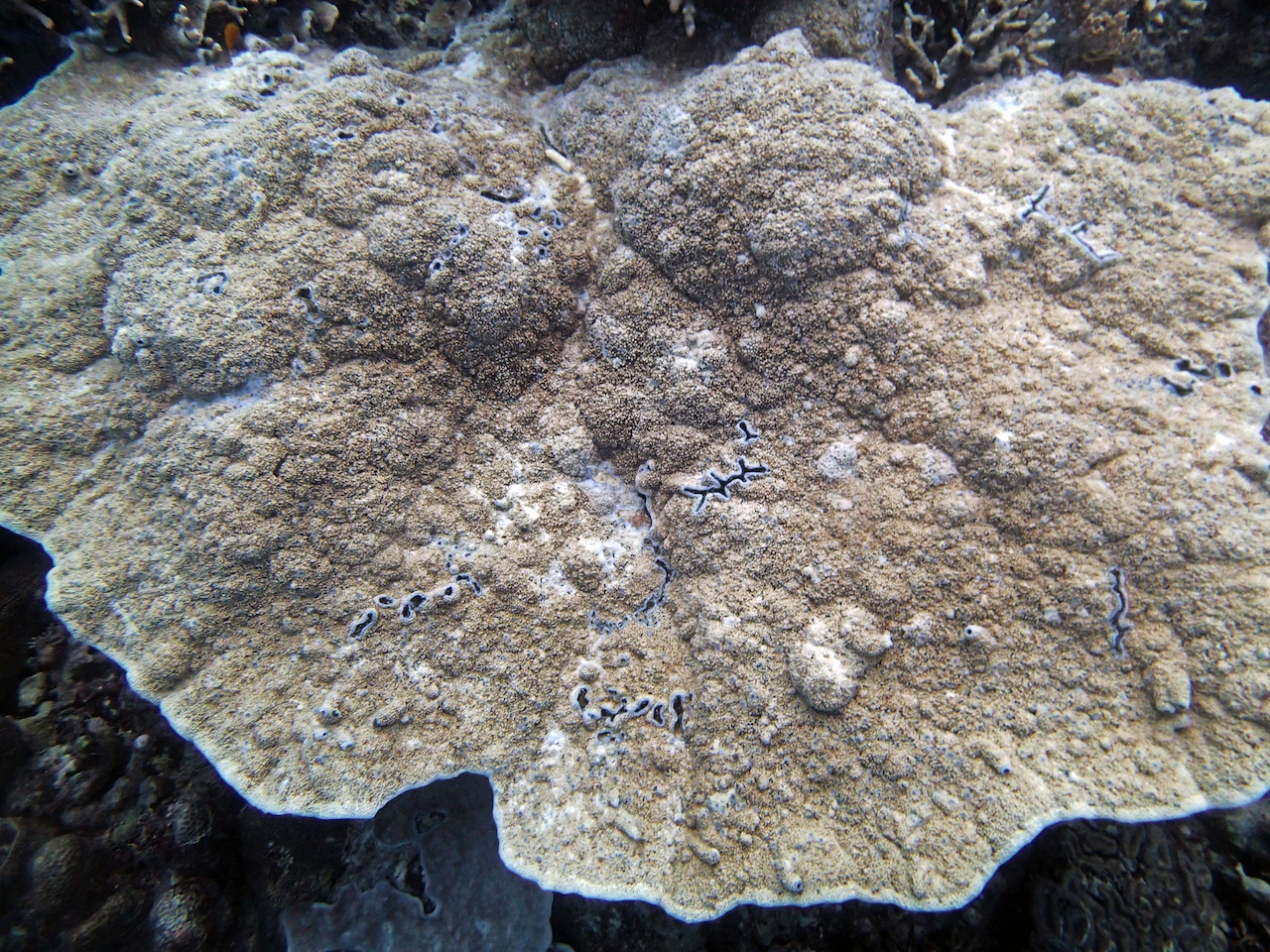 P9250286.png