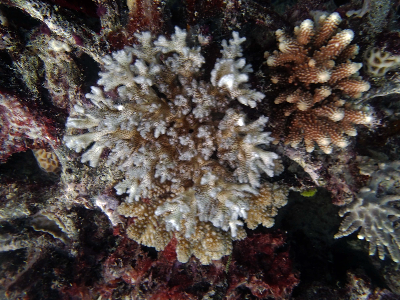 P9250279.png