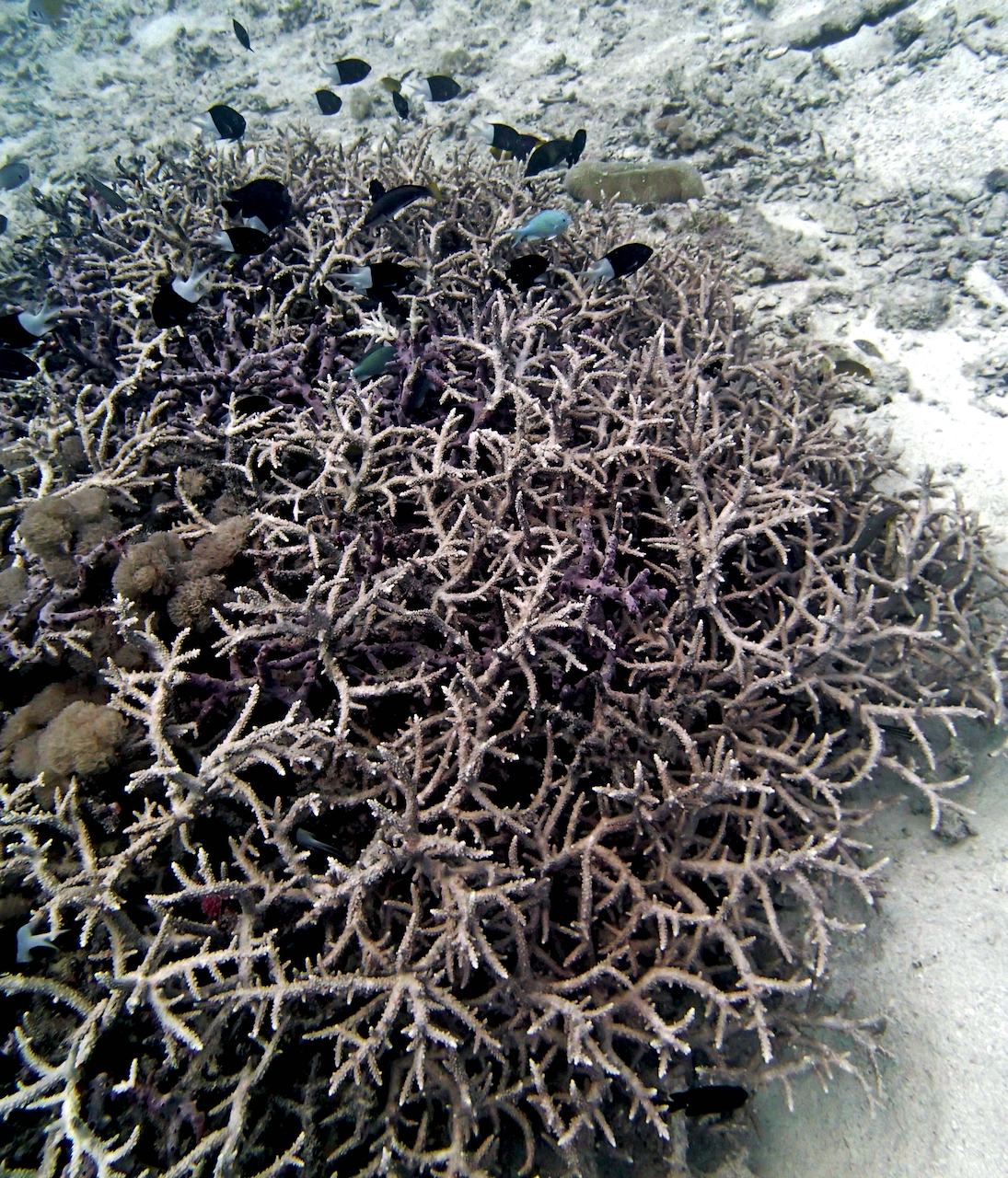 P9250317.png