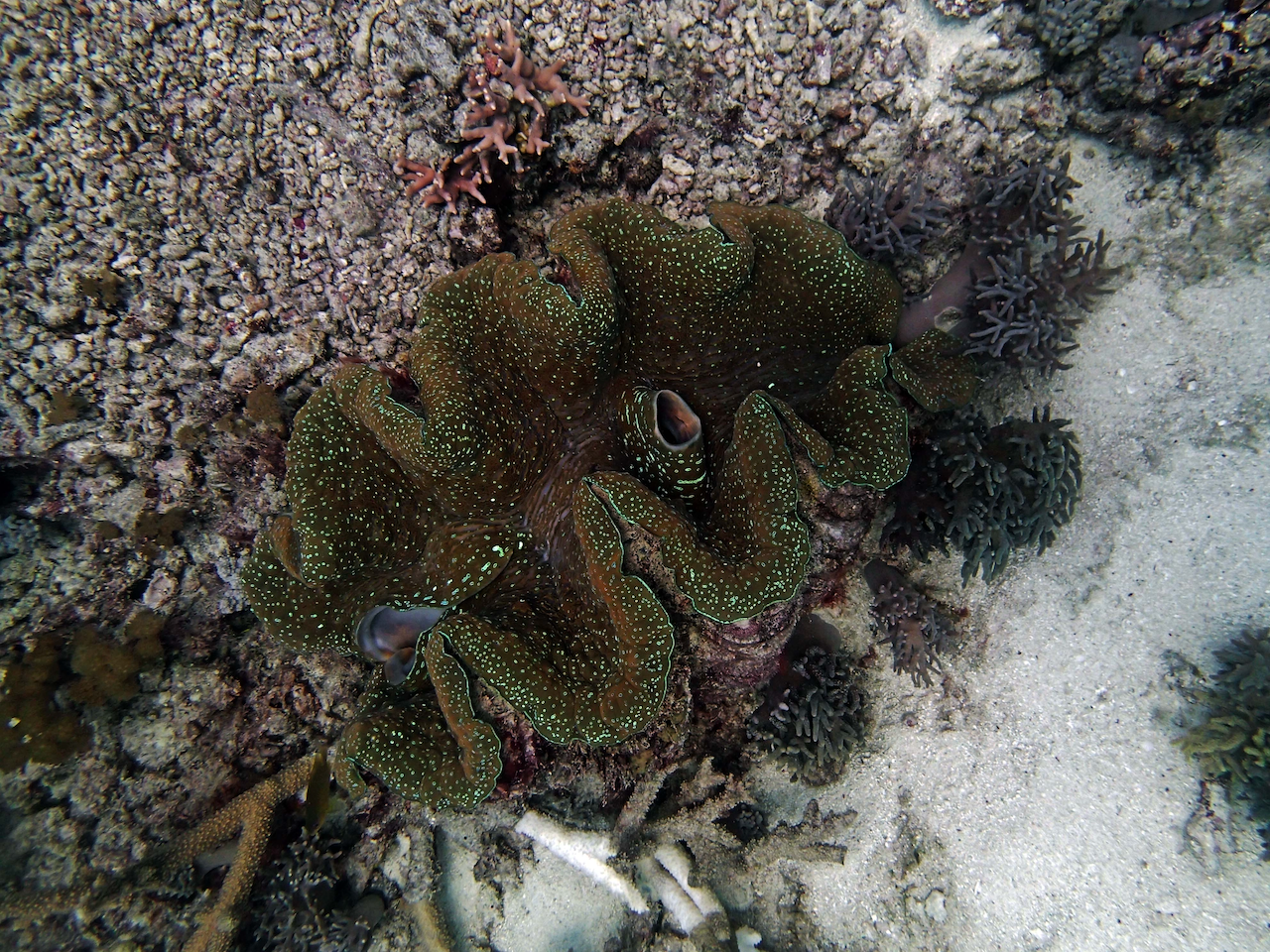 P9250311.png