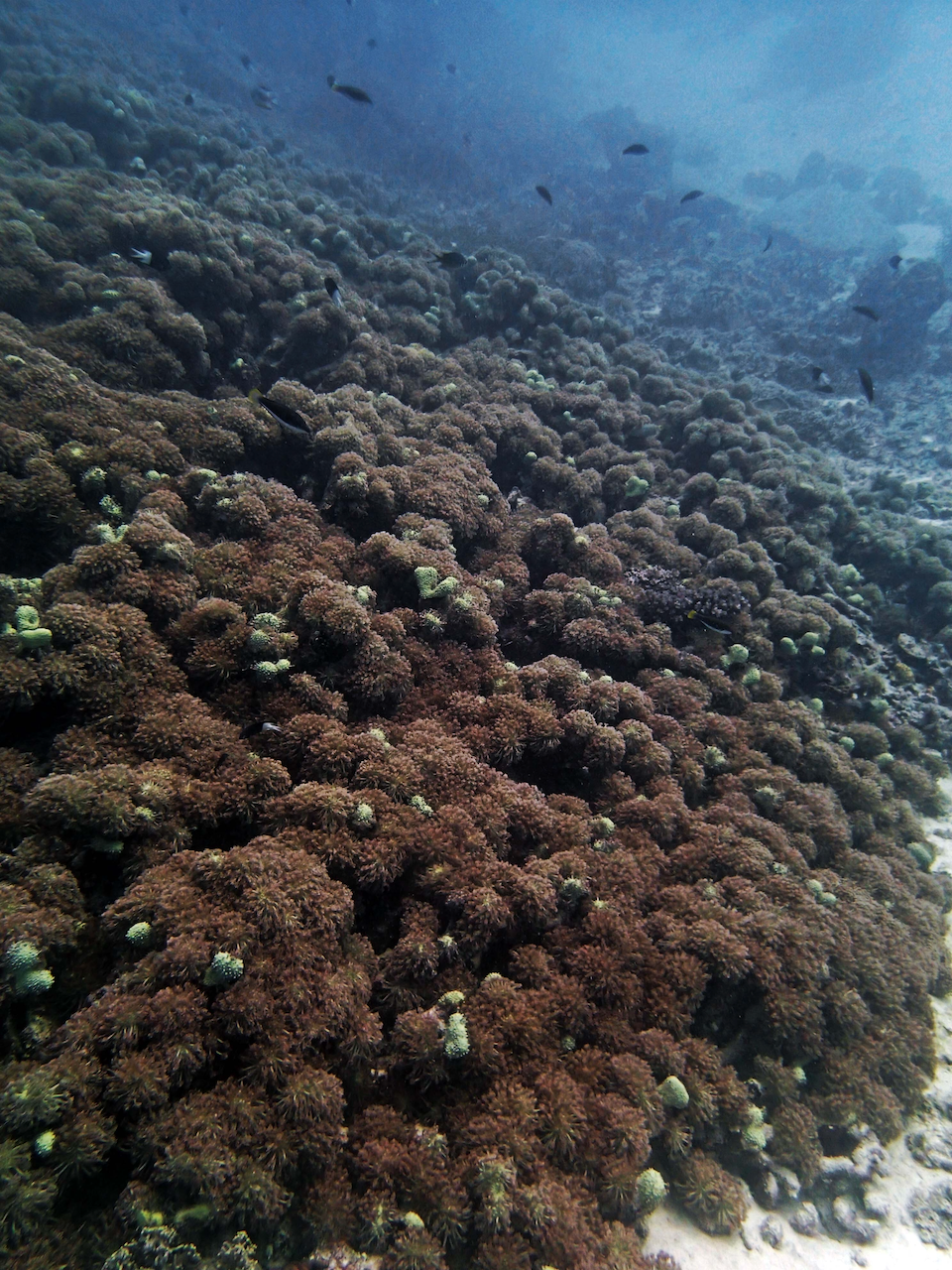 P9250320.png