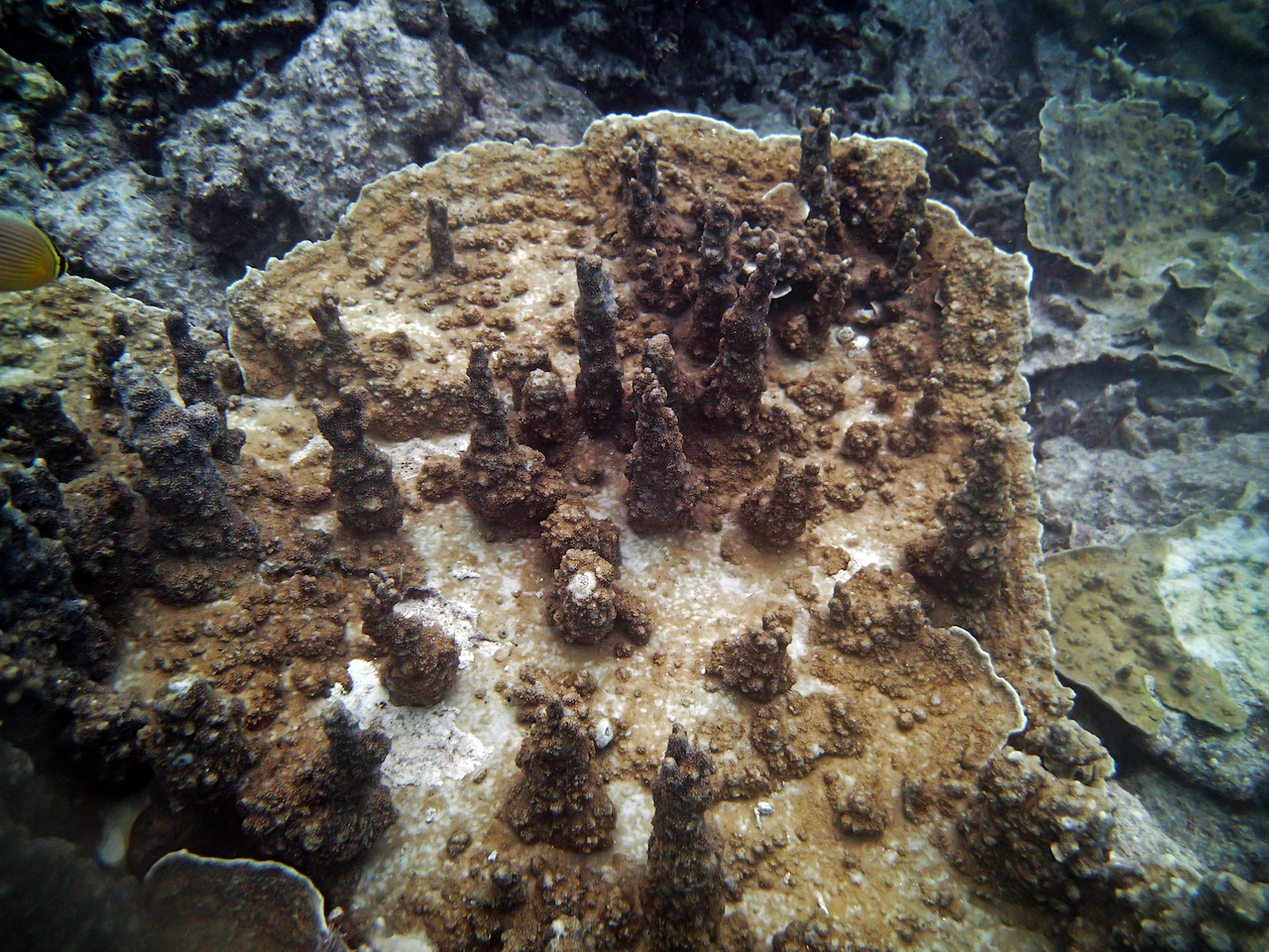 P9250419.png