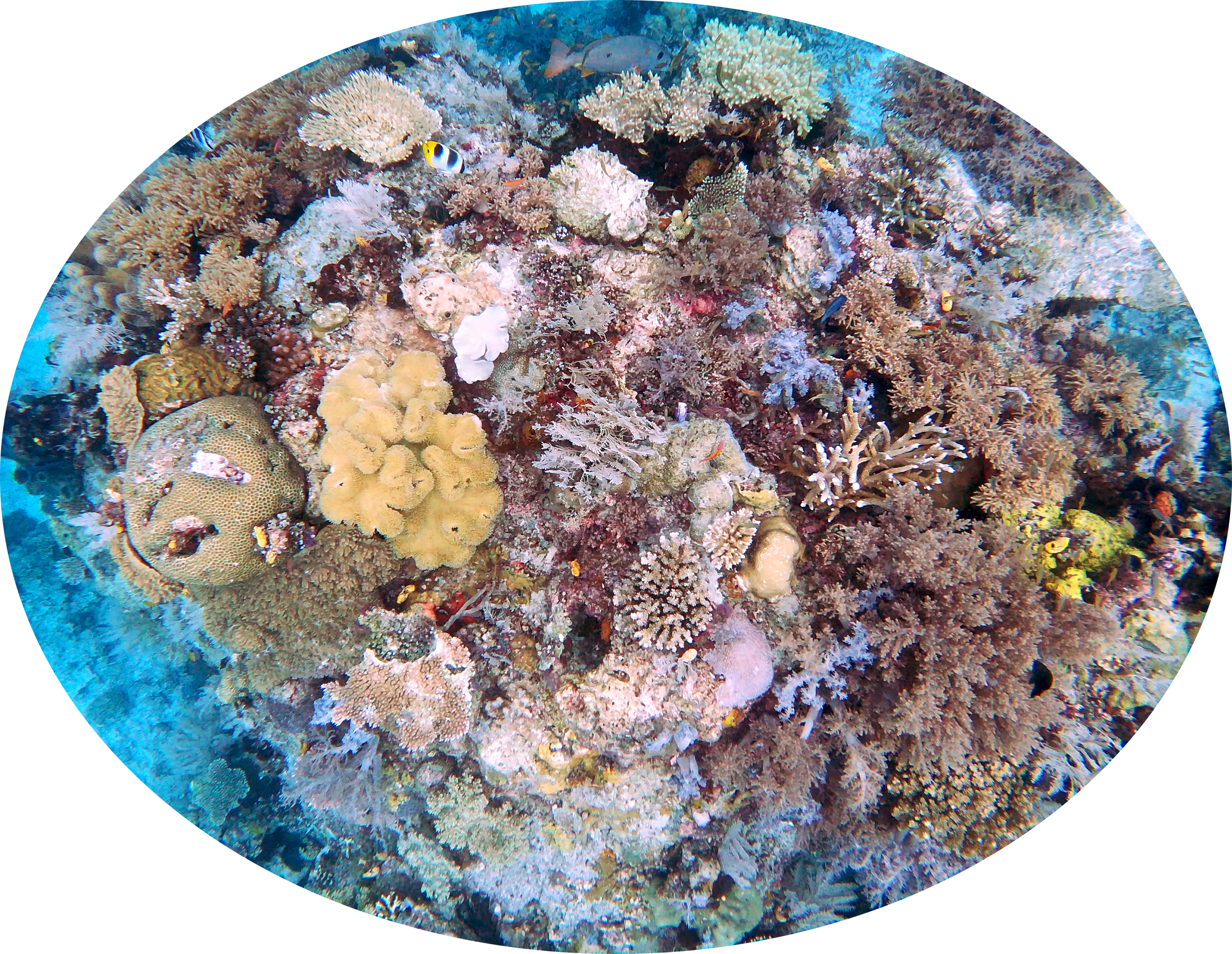 Halmahera, Indonesia