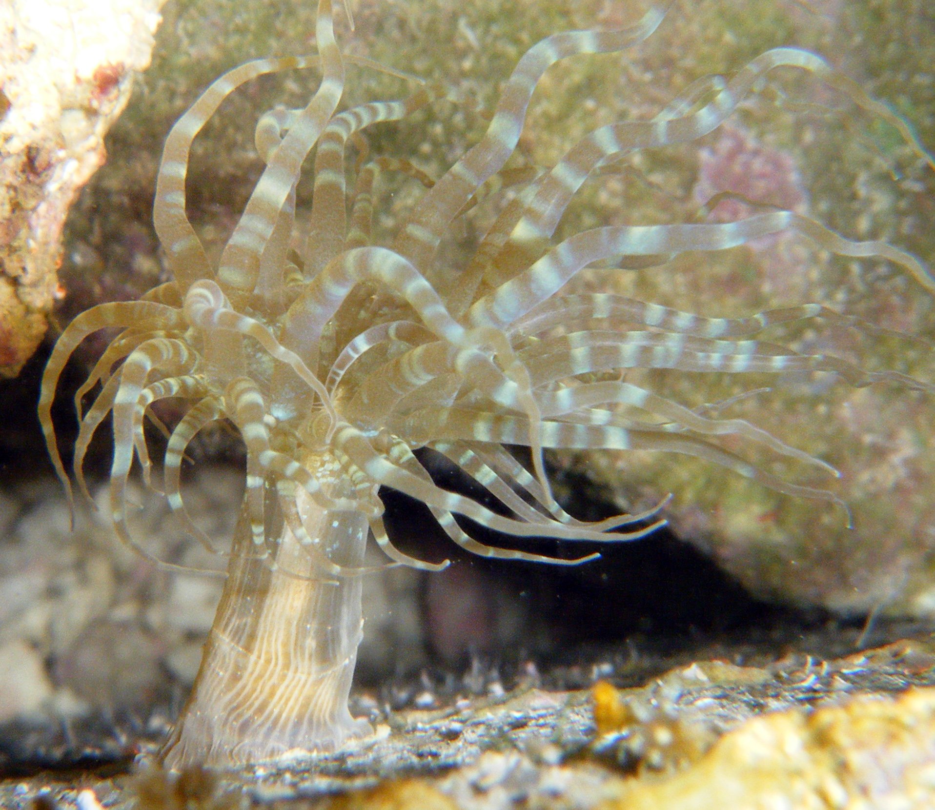 nice Aiptasia shot tank 5.jpg