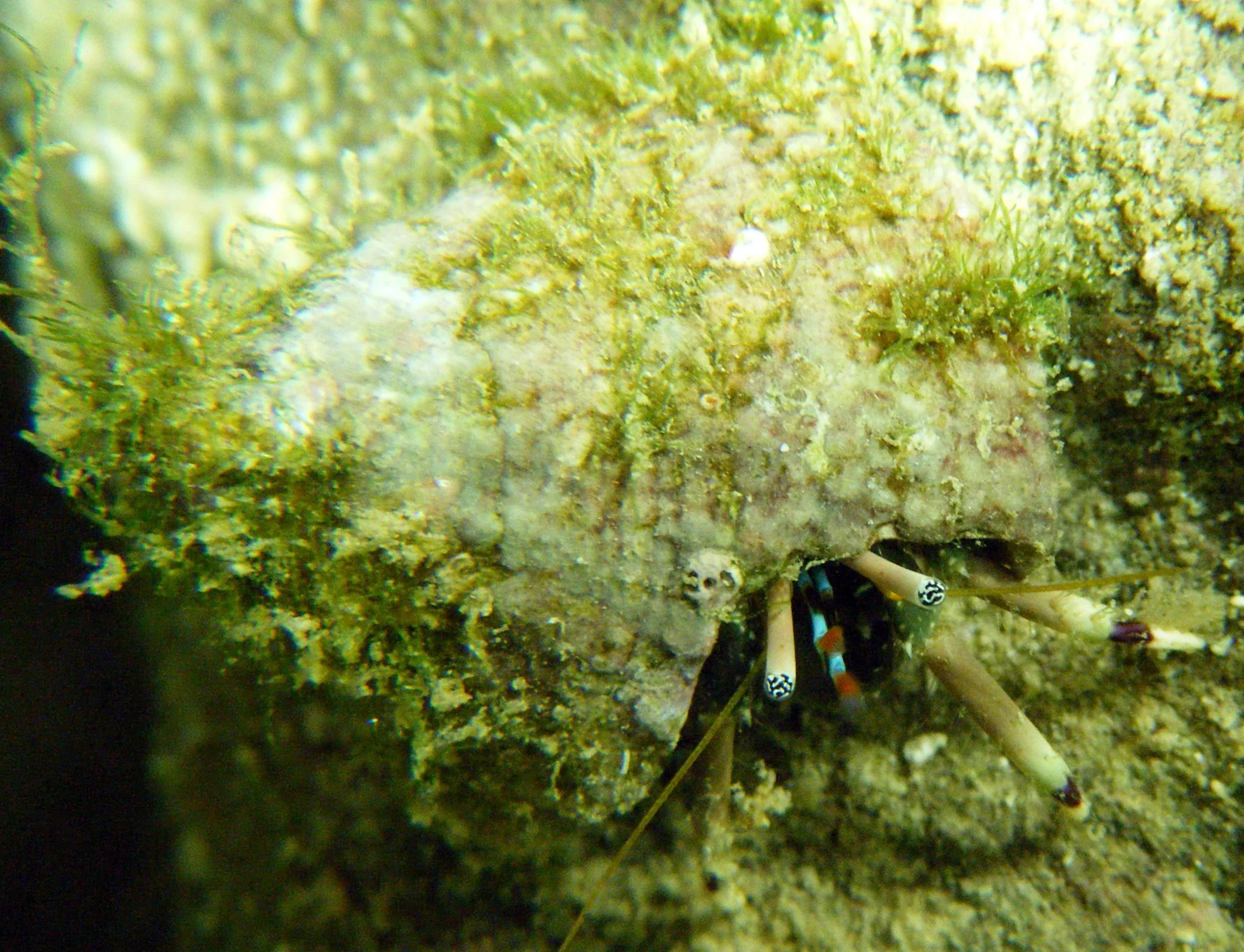 hermit crab tank 5.jpg