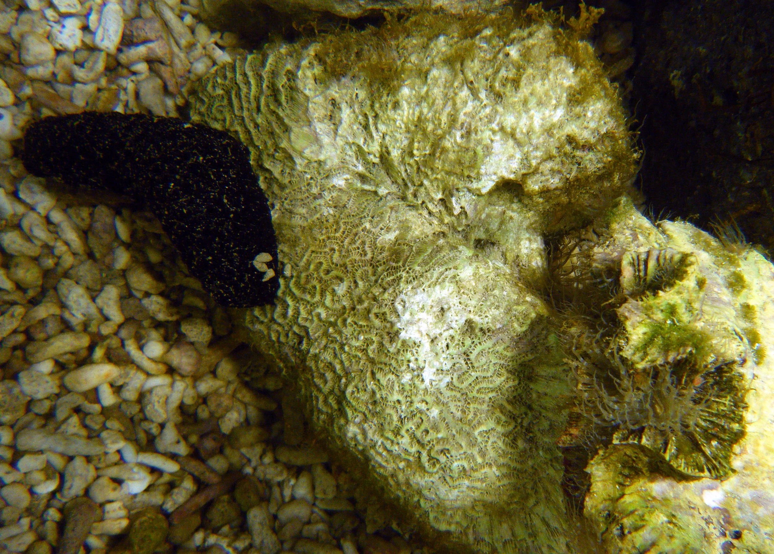 tank 5 sea cucumber.jpg