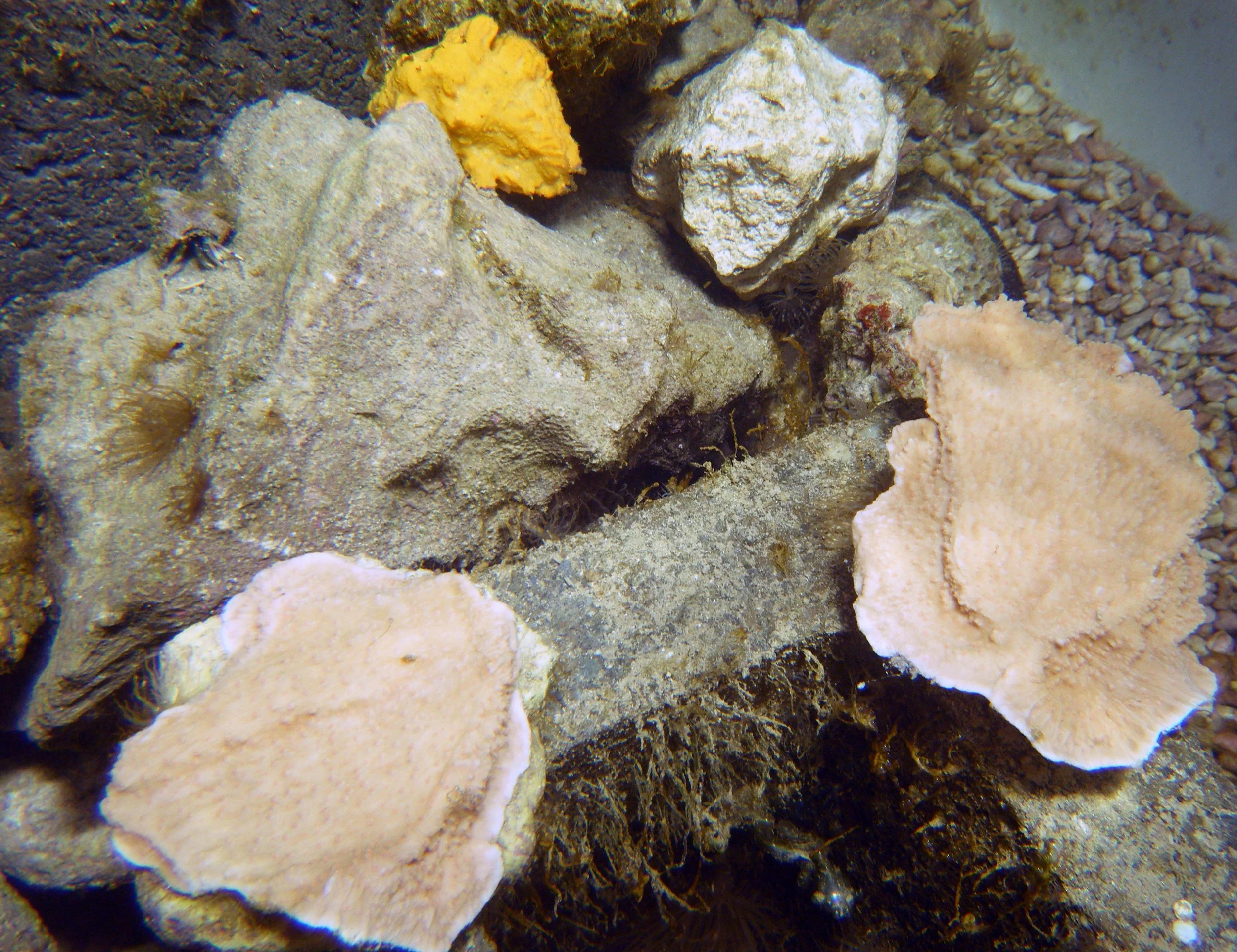 tank 5 Montipora.jpg