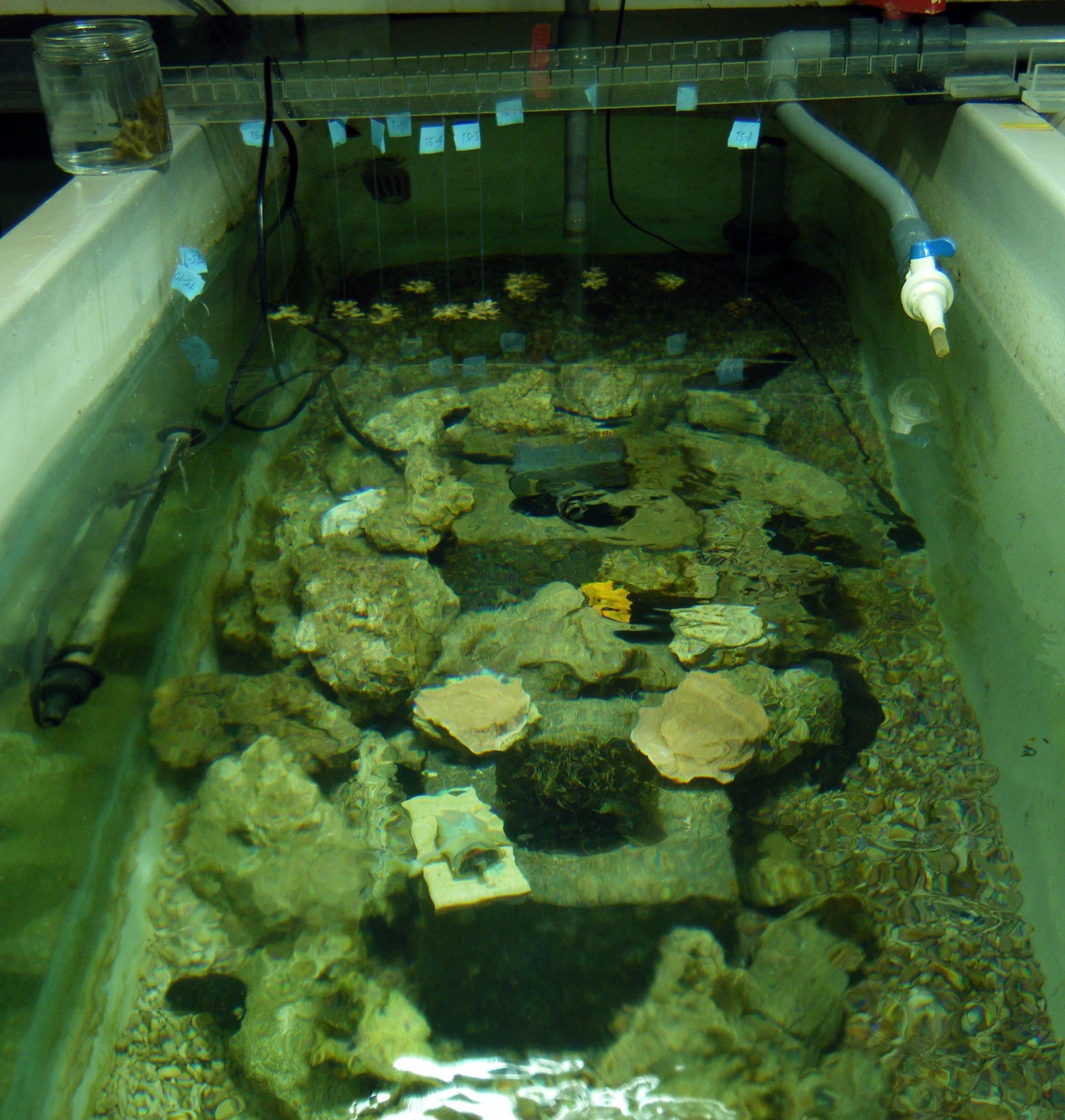 tank 5.jpg