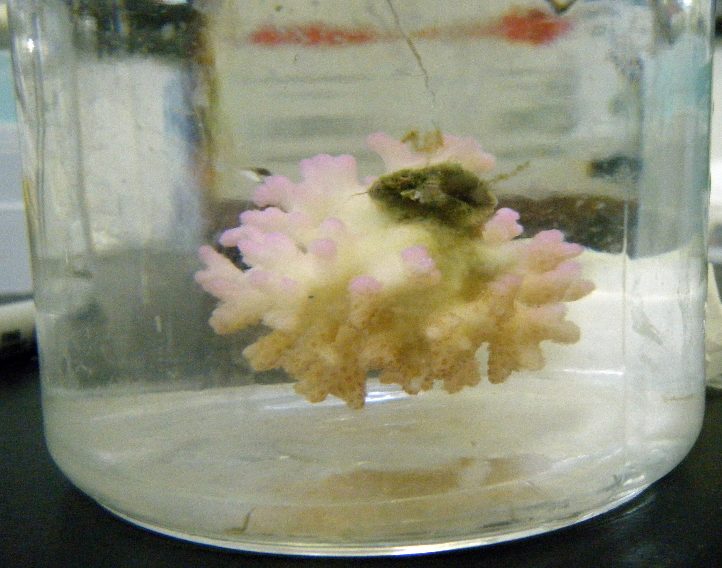 purple Pocillopora.jpg