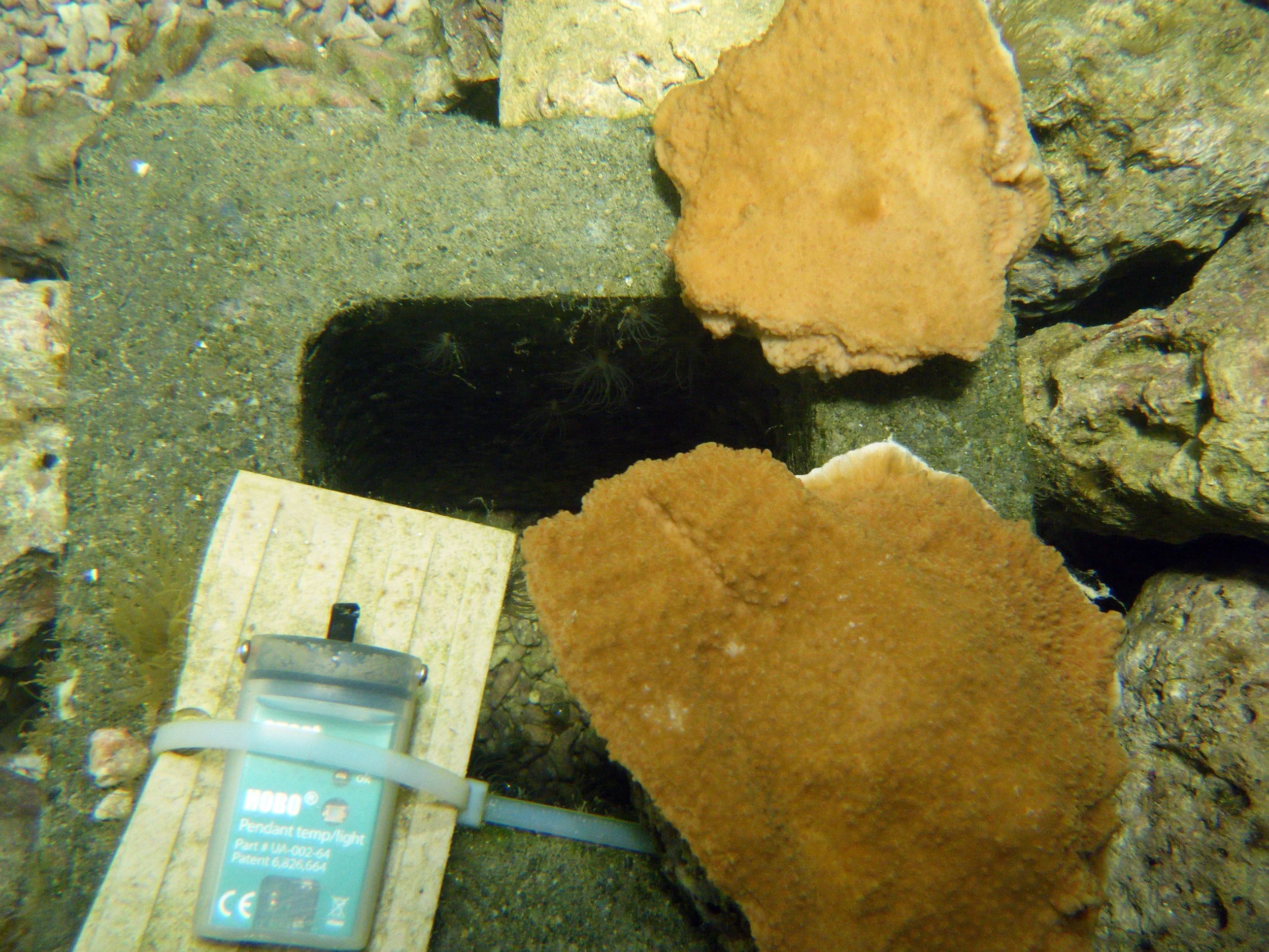 Montipora in tank 6.jpg
