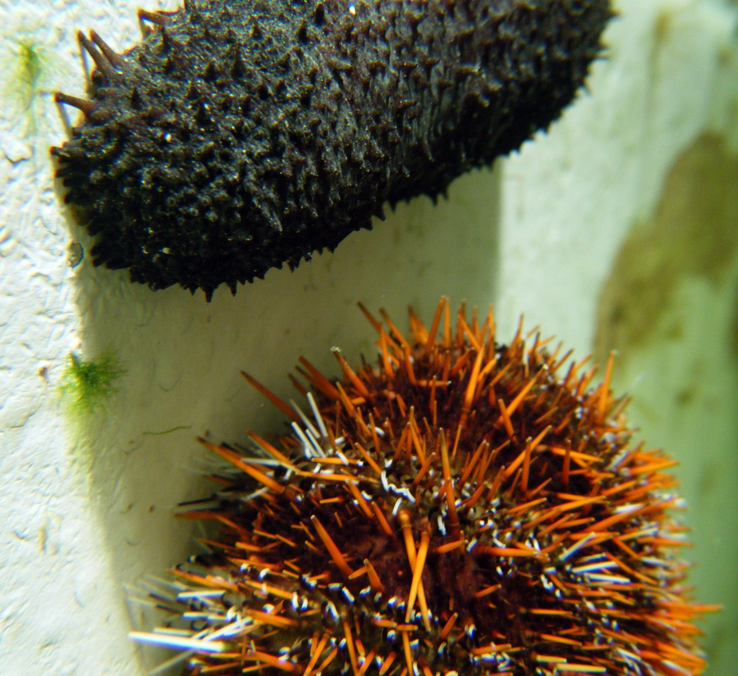 sea cucumber and urcin macro tank 6.jpg