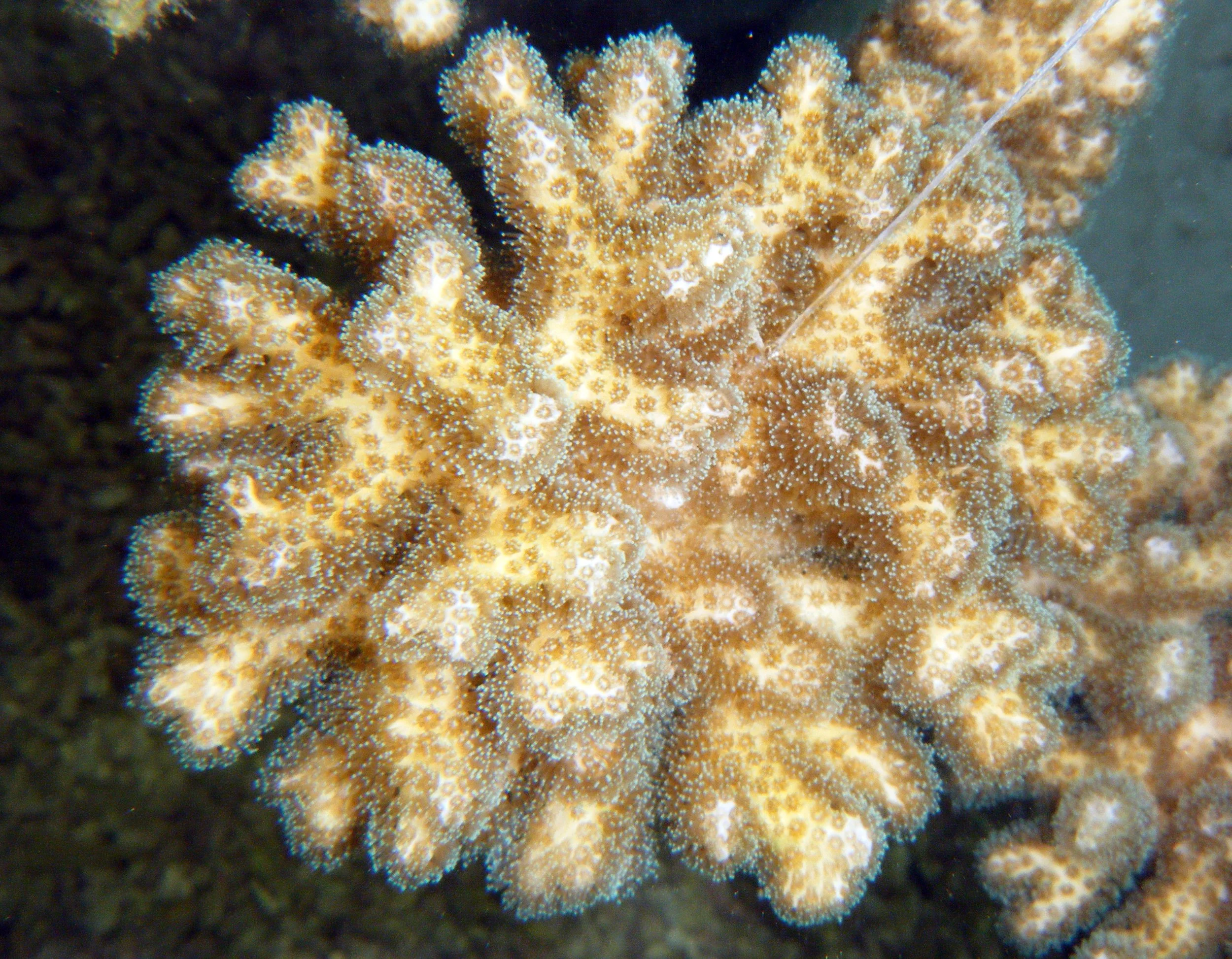 nubbin in tank 6.jpg