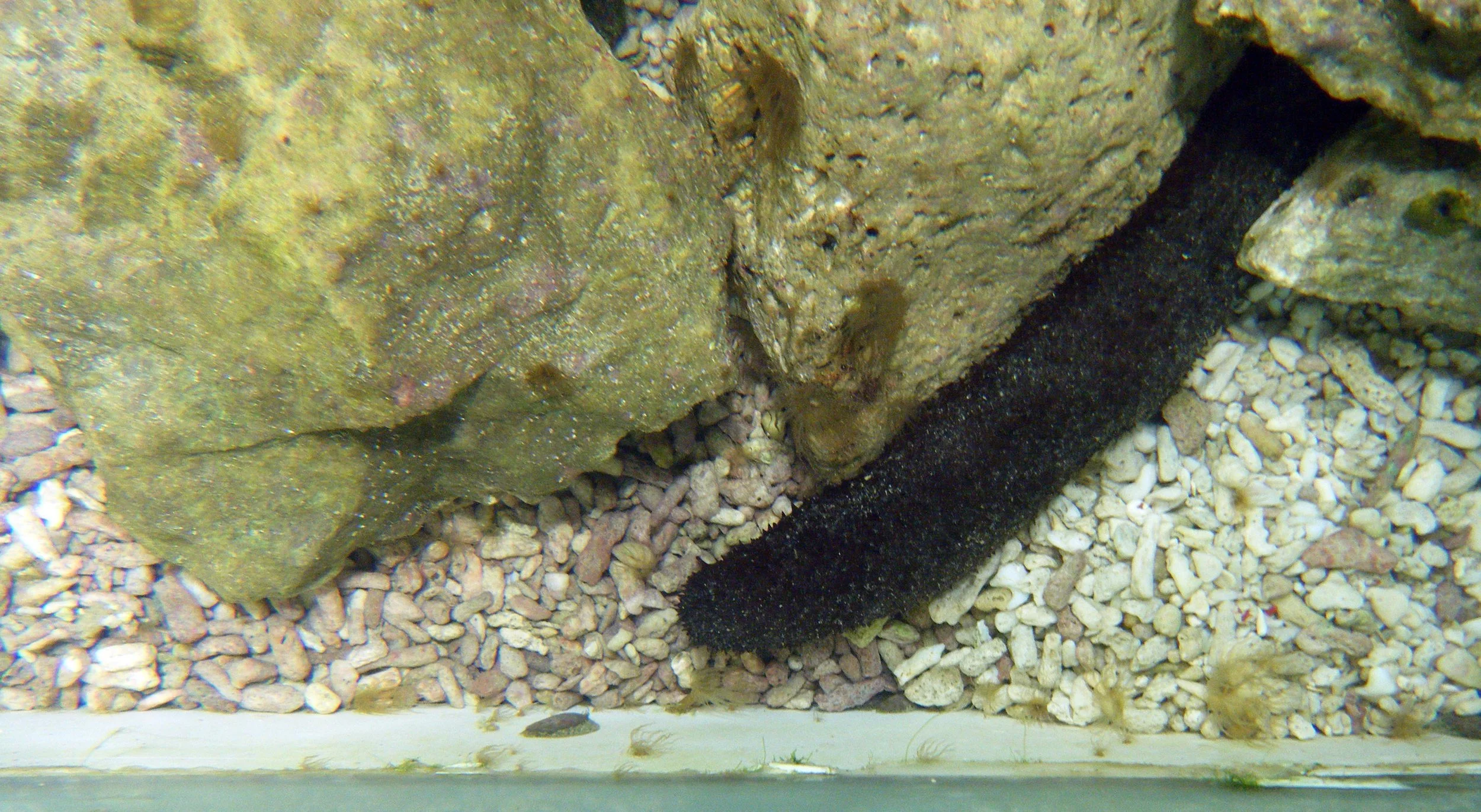 sea cucumber in tank 6.jpg