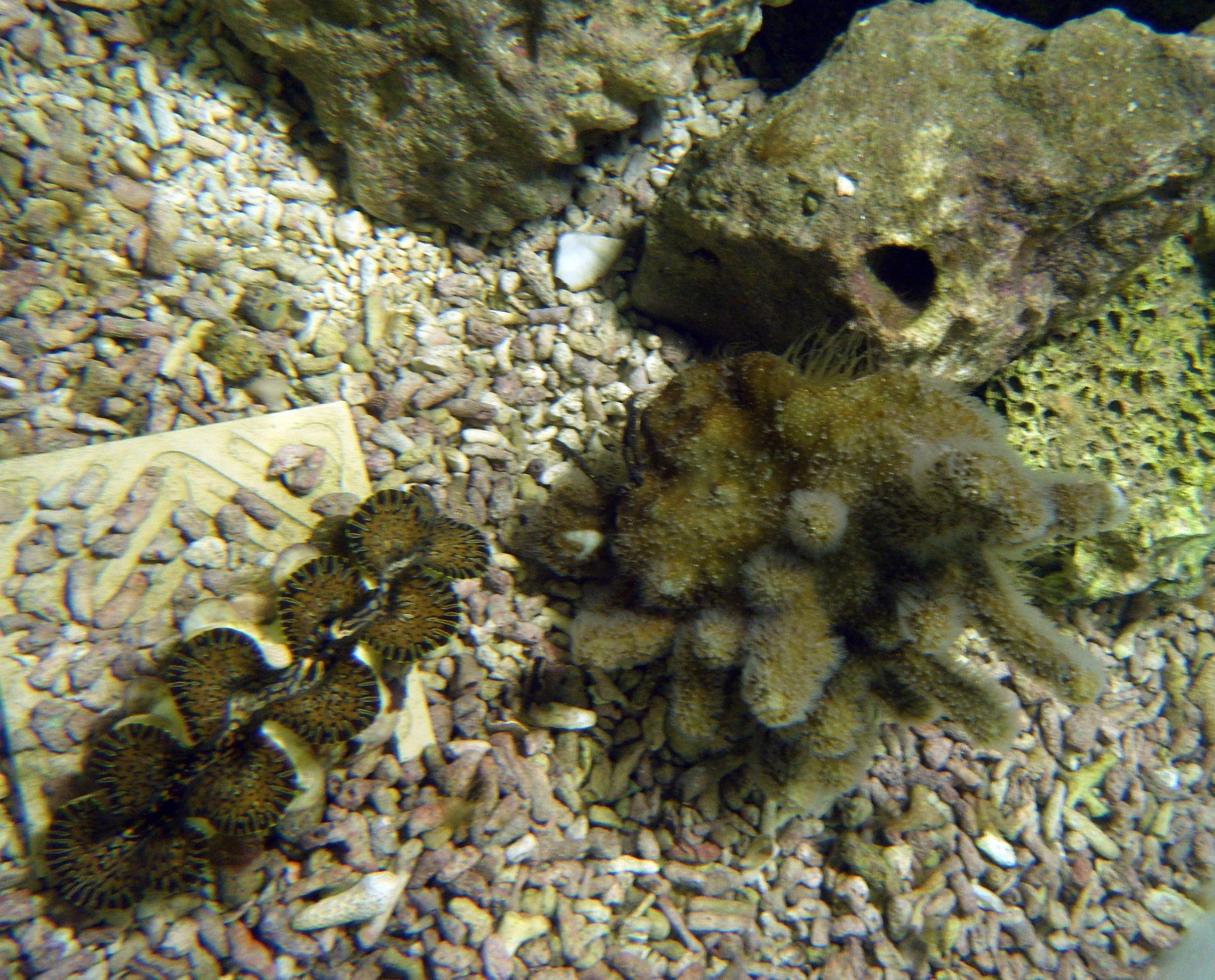 giant clam and blue coral tank 6.jpg